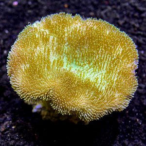 San hô nước biển cho người mới bắt đầu: 5 loài dễ chăm sóc